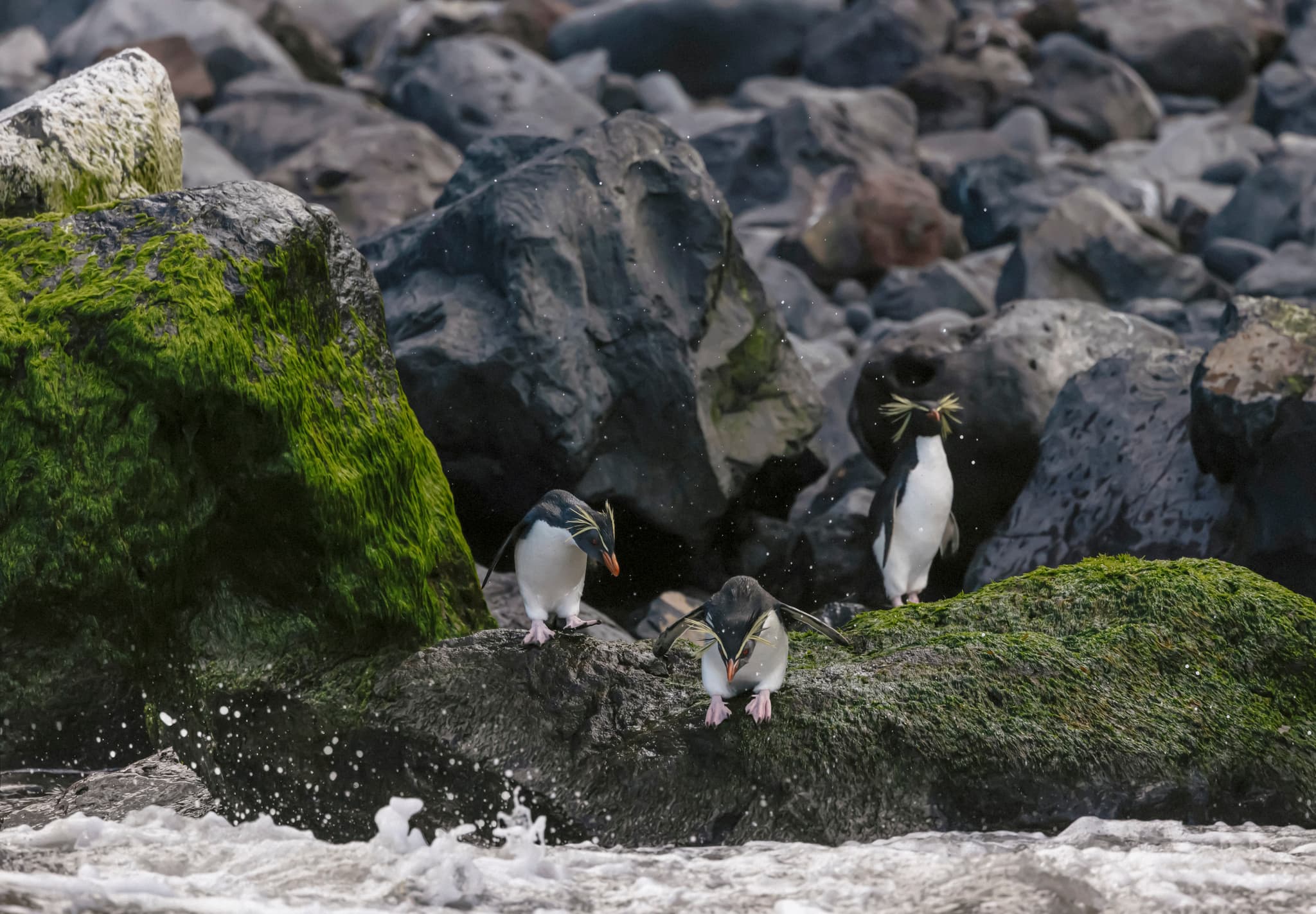 Tristan da Cunha Island