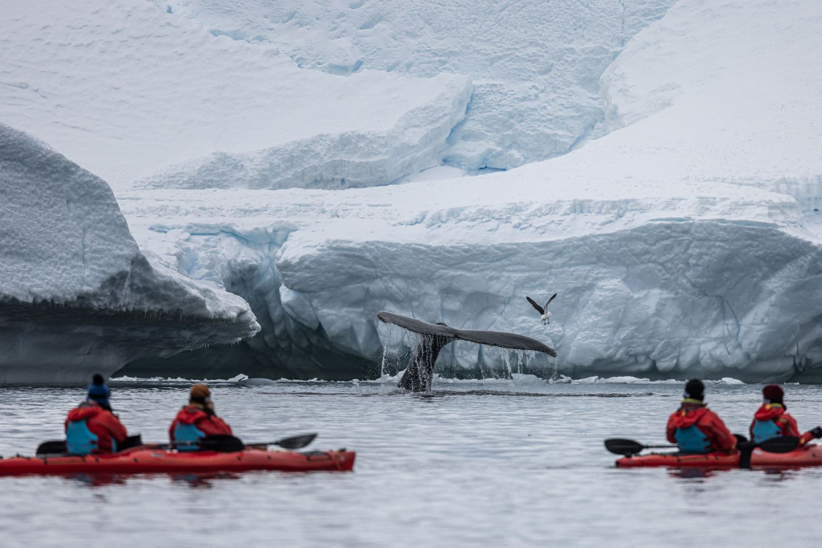 Kayaking Among Icebergs